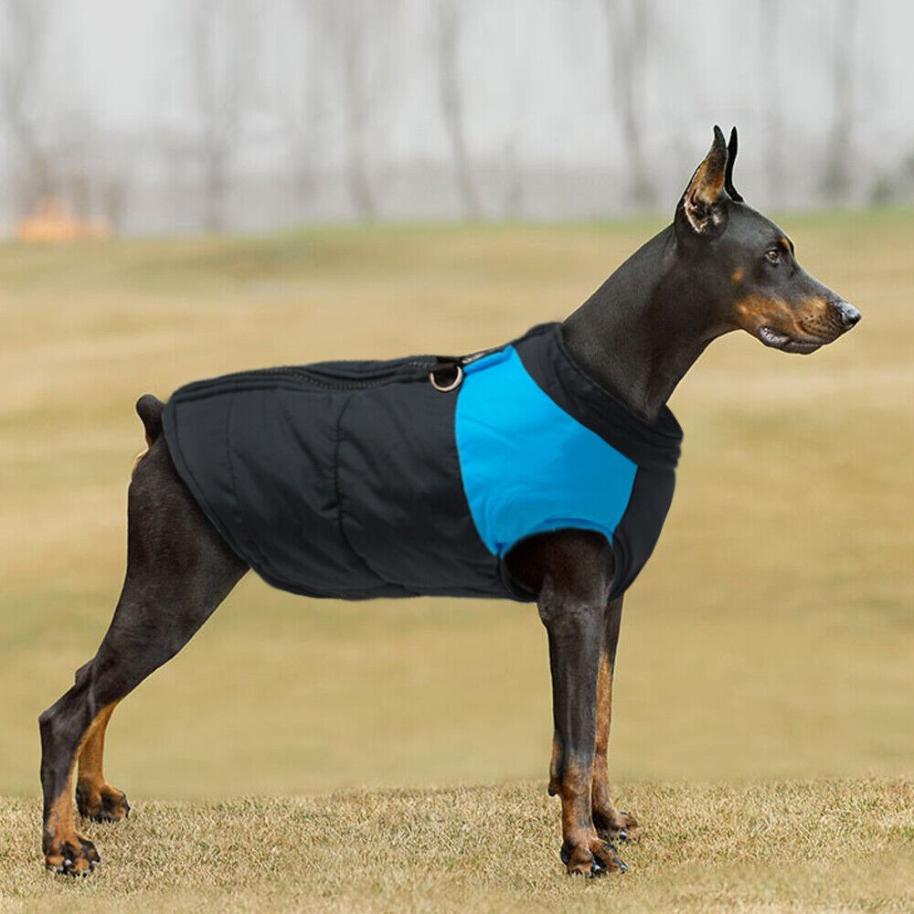 motorcycle clothes for dogs