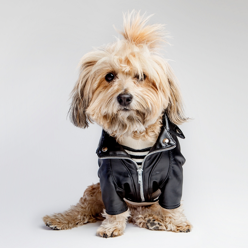 motorcycle clothes for dogs